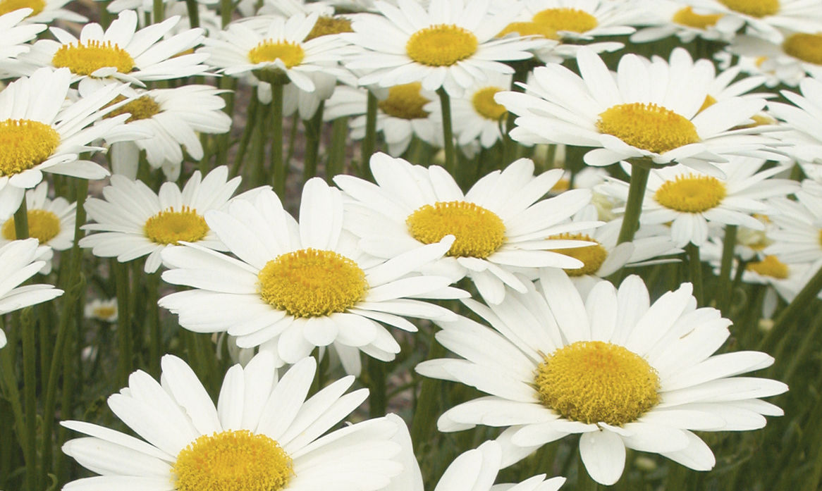 daisycropped